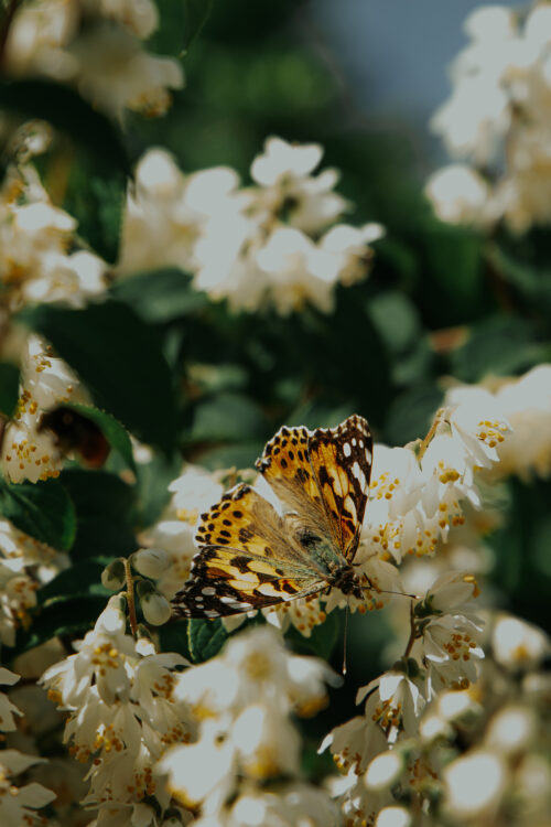 Schmetterlinge im Garten