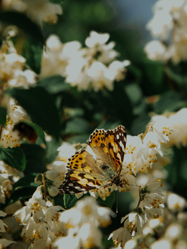 Schmetterlinge im Garten