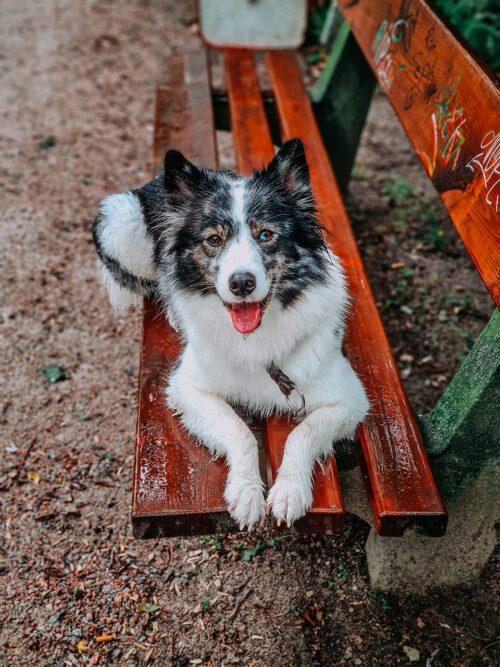 Einfache Tipps für bessere Hundefotos mit dem Smartphone