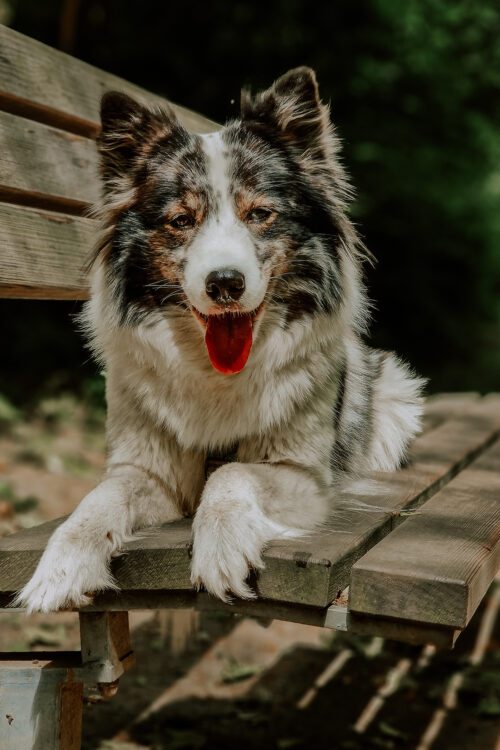 Einfache Tipps für bessere Hundefotos mit dem Smartphone | Teil 2