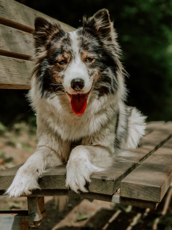 Einfache Tipps für bessere Hundefotos mit dem Smartphone | Teil 2