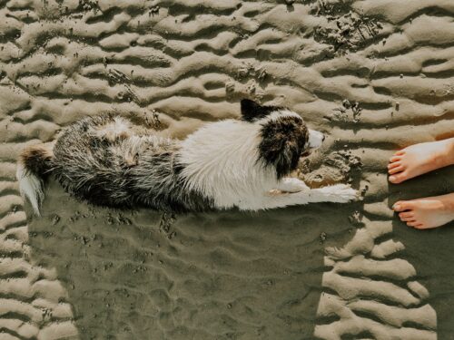 Hundestrand in St. Peter Ording an der Nordsee