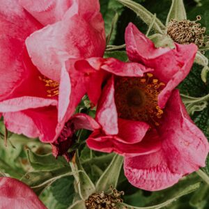 Rosa rugosa