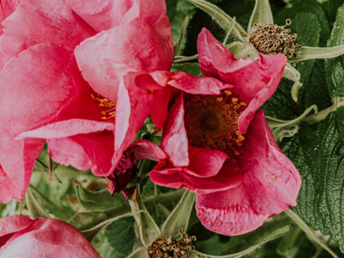 Rosa rugosa aka Kartoffelrose