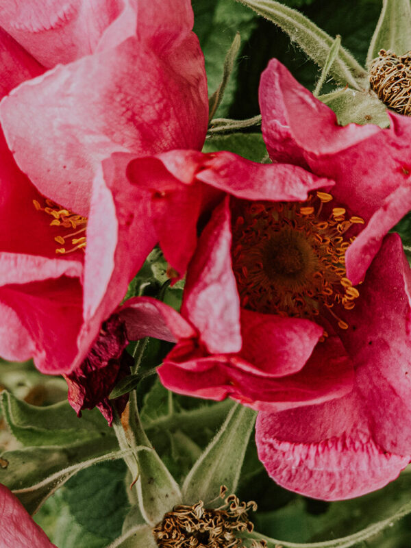 Rosa rugosa aka Kartoffelrose