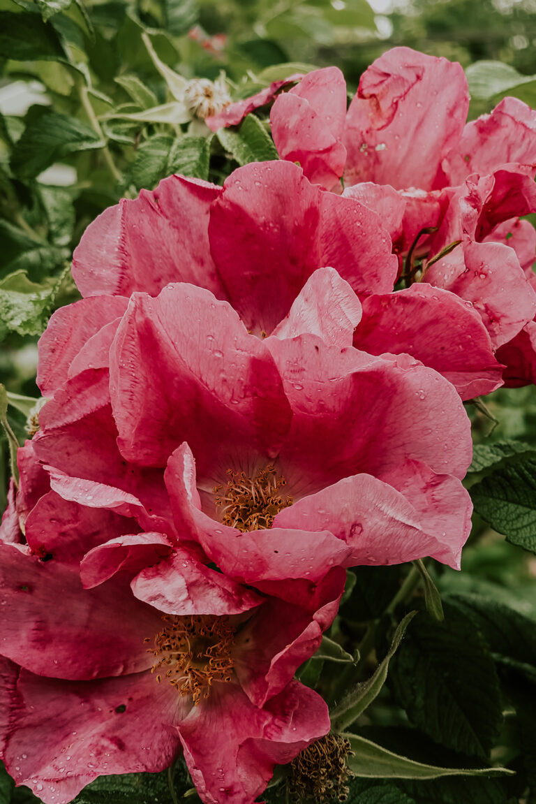 Rosa rugosa