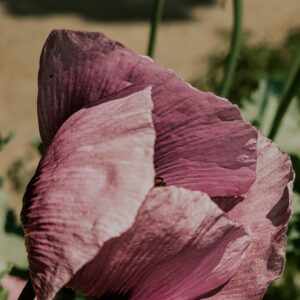 schlafmohn