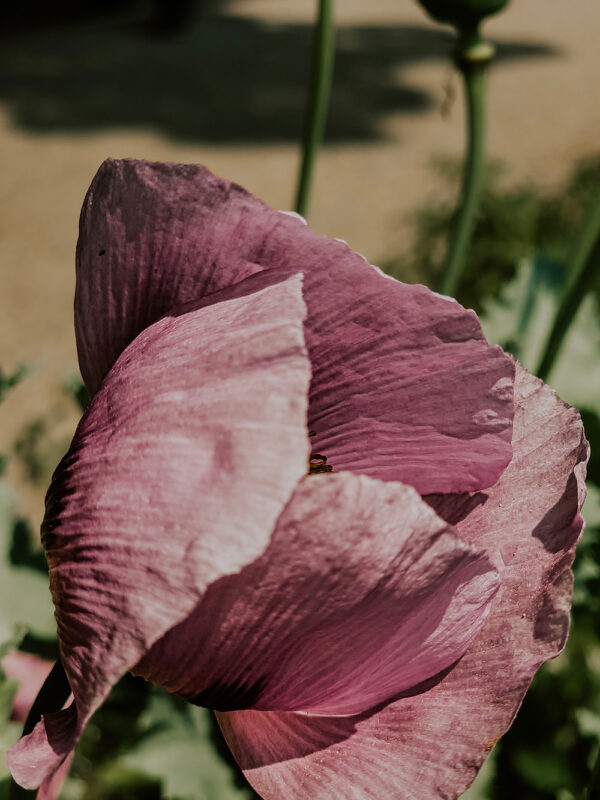 Botanischer Sondergarten Wandsbek
