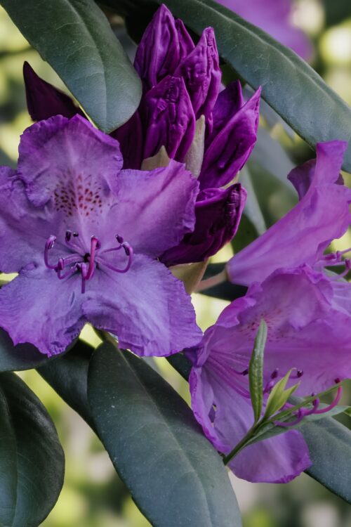 Impressionen: Rhododendron