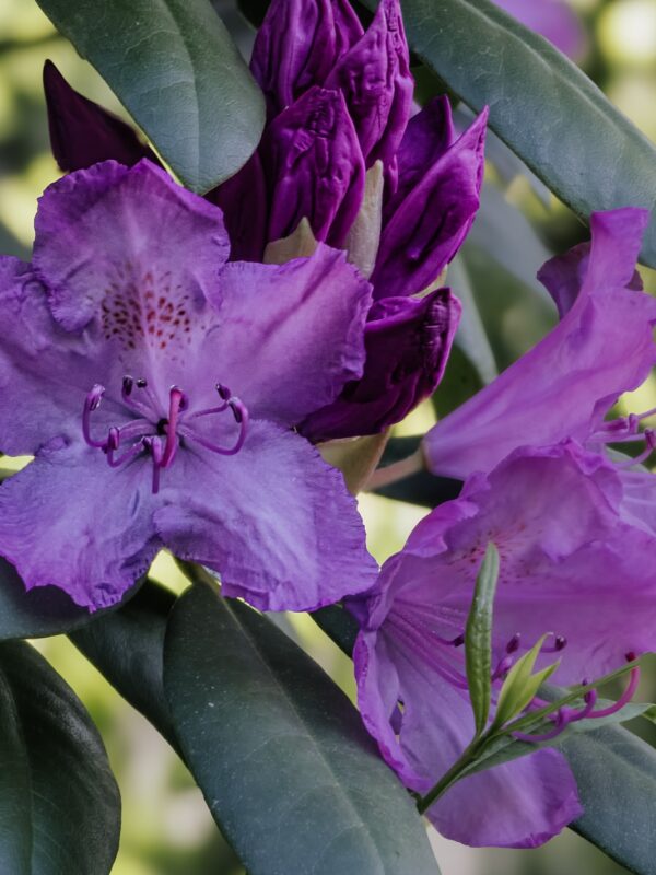 Impressionen: Rhododendron