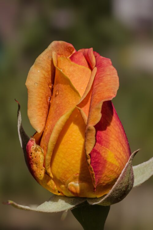 Impressionen aus dem Garten: Rosen