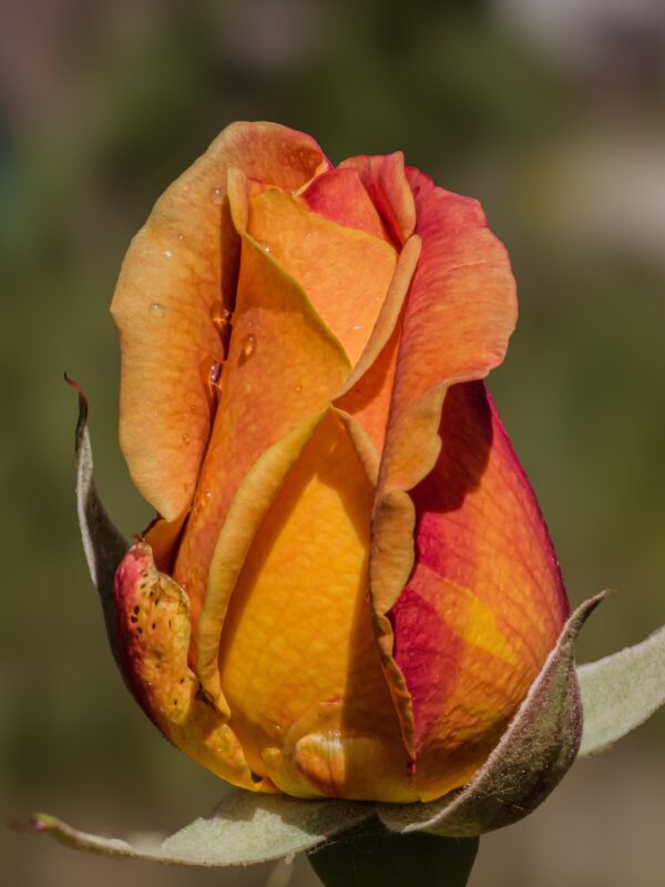 Impressionen aus dem Garten: Rosen
