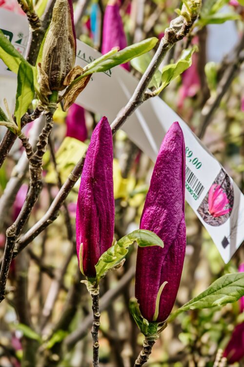 Magnolien aus dem Gartencenter