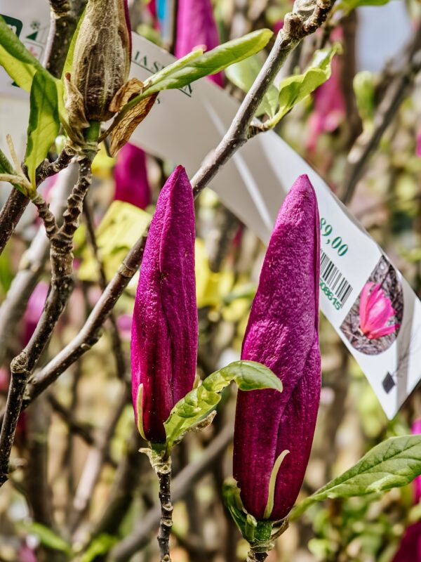 Magnolien aus dem Gartencenter
