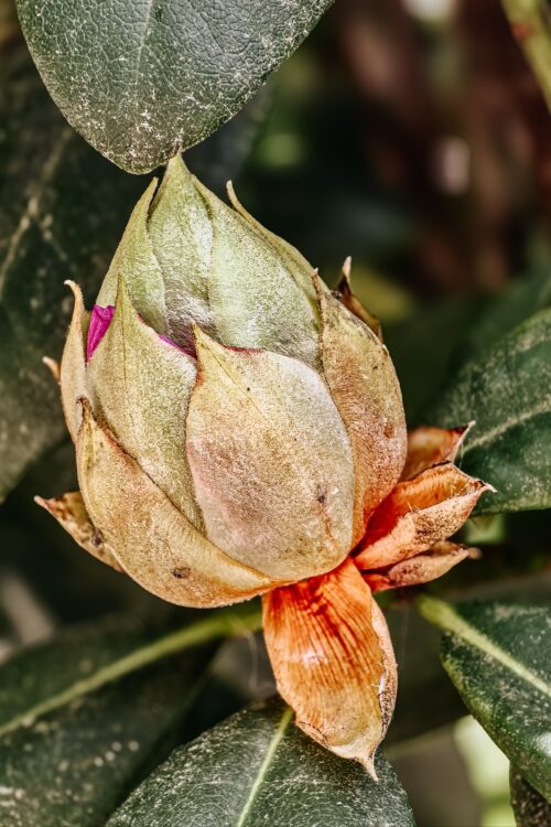 Impressionen: Rhododendron II