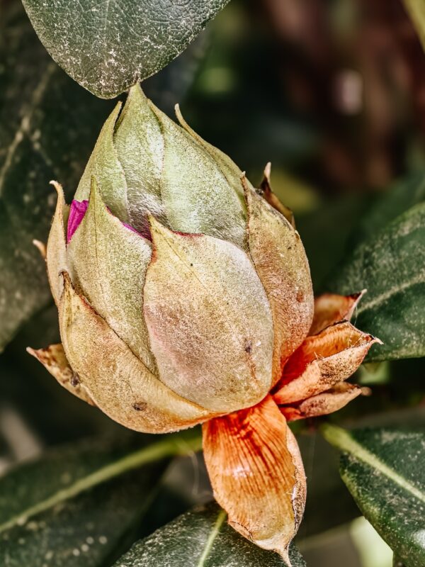 Impressionen: Rhododendron II