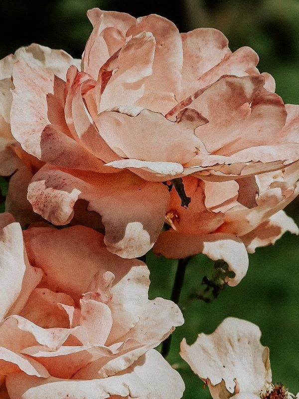 Impressionen aus dem Garten