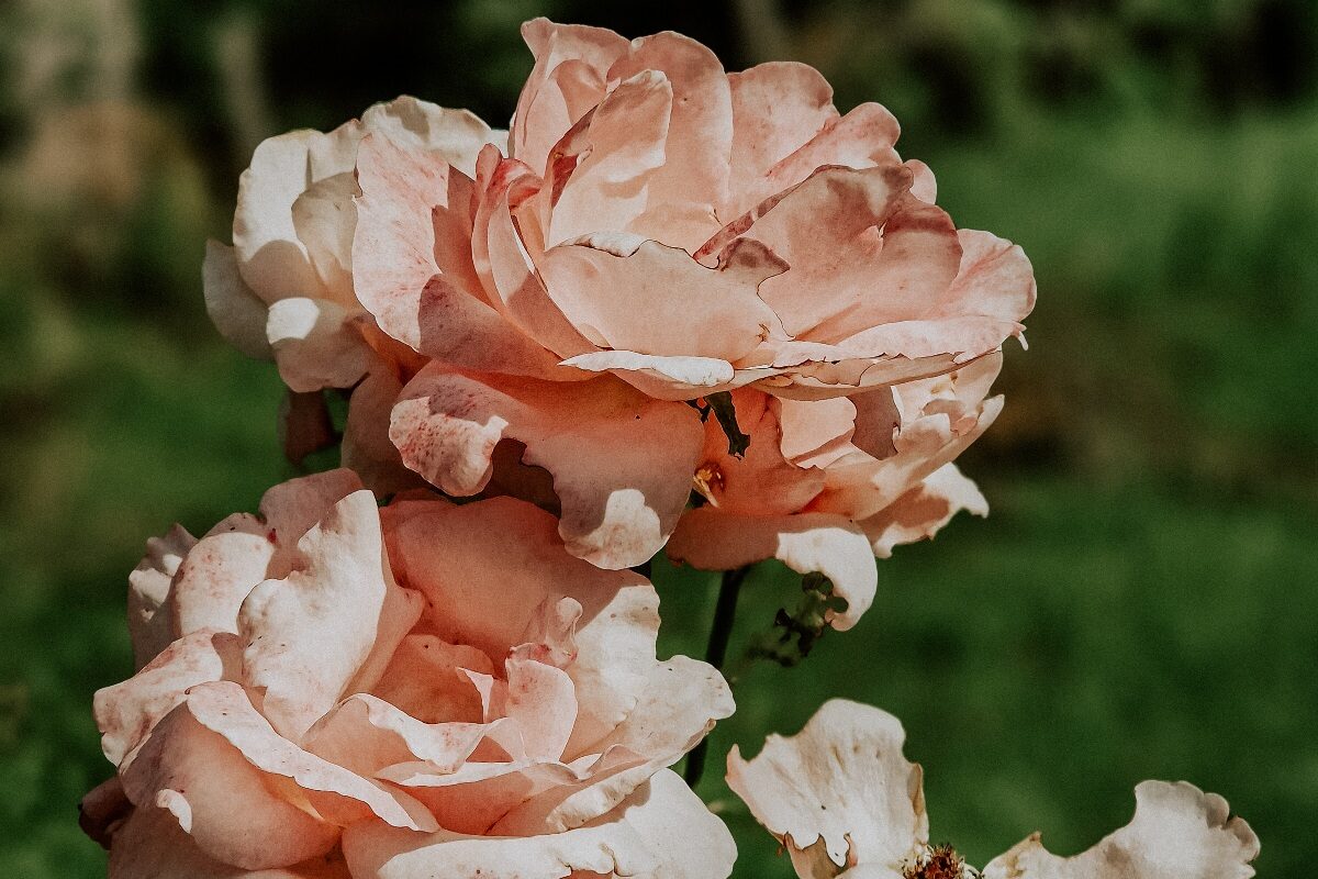 Impressionen aus dem Garten