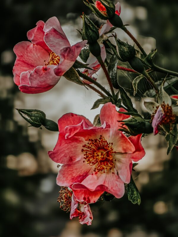 Hundsrose aka rosa canina