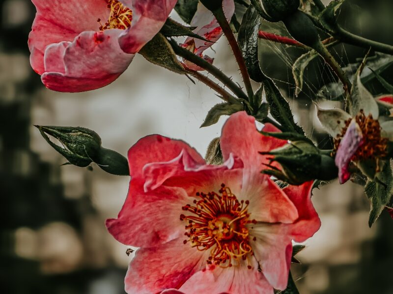 Hundsrose aka rosa canina