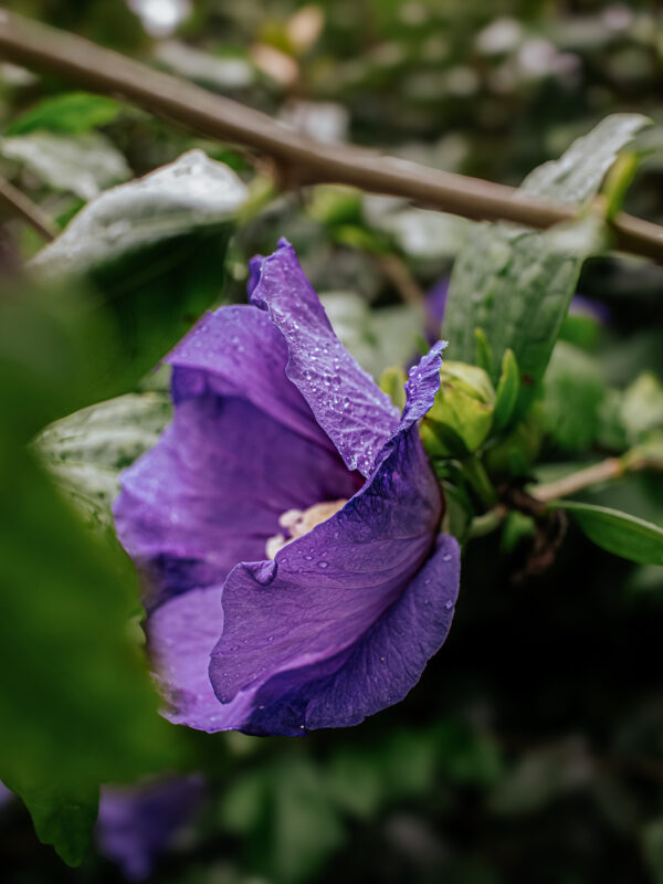 Garteneibisch „Blue Bird“