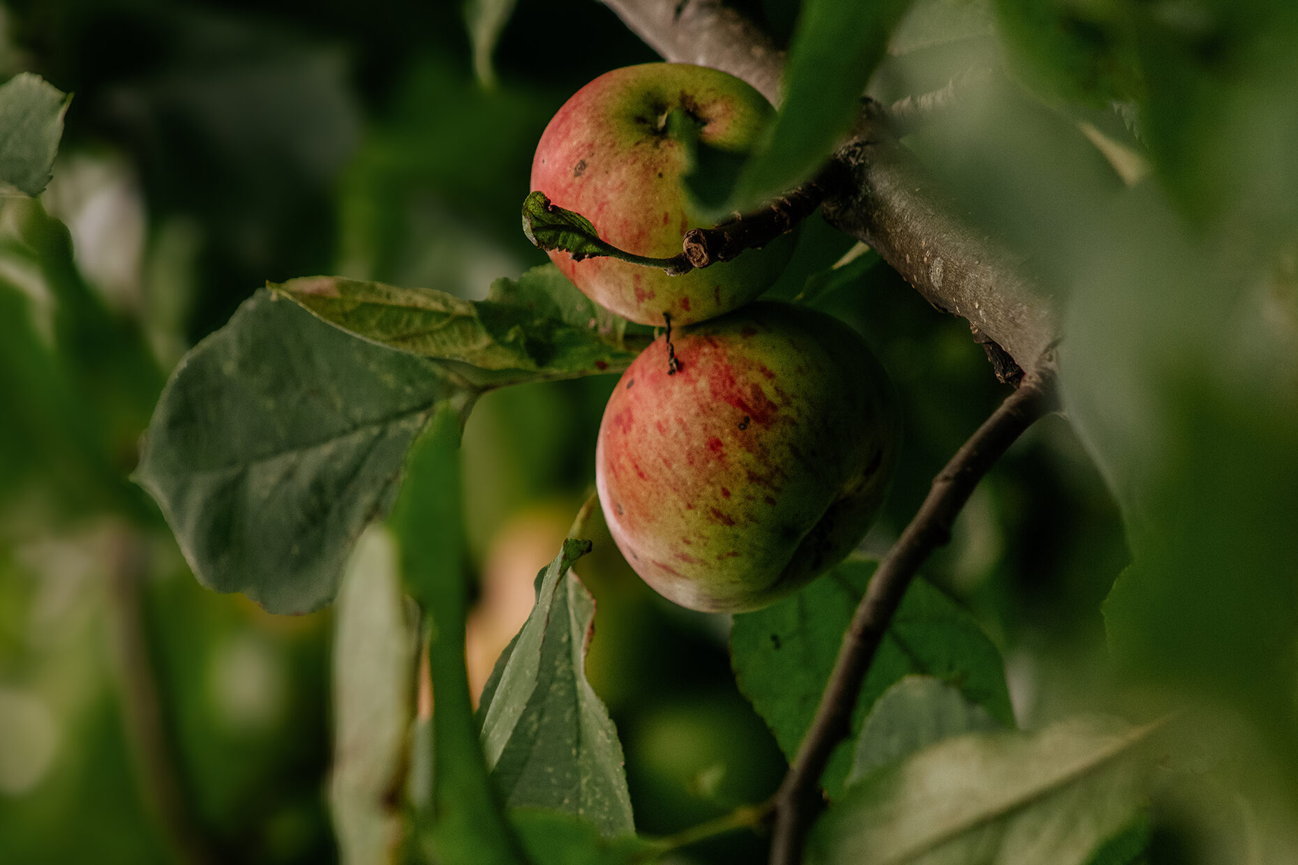 & plötzlich ist es Herbst