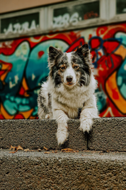 Tipps für bessere Hundefotos mit dem Smartphone auf der Gassirunde