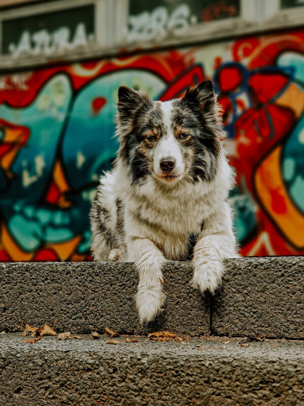 Tipps für bessere Hundefotos mit dem Smartphone auf der Gassirunde