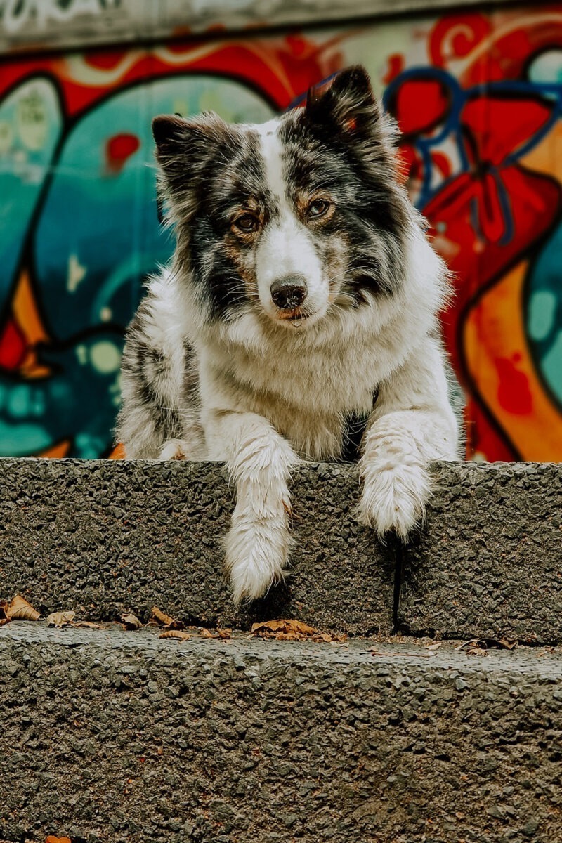 Hundefotos Smartphone Graffiti Hintergrund