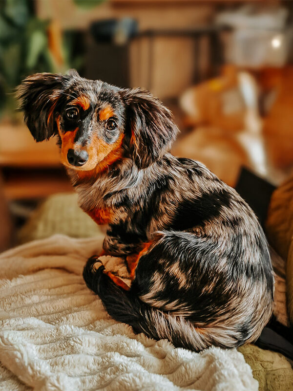 Happy gotcha day ✨ 365 Tage Pepsi