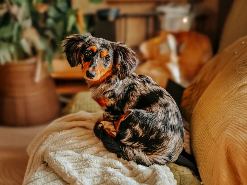 Happy gotcha day ✨ 365 Tage Pepsi