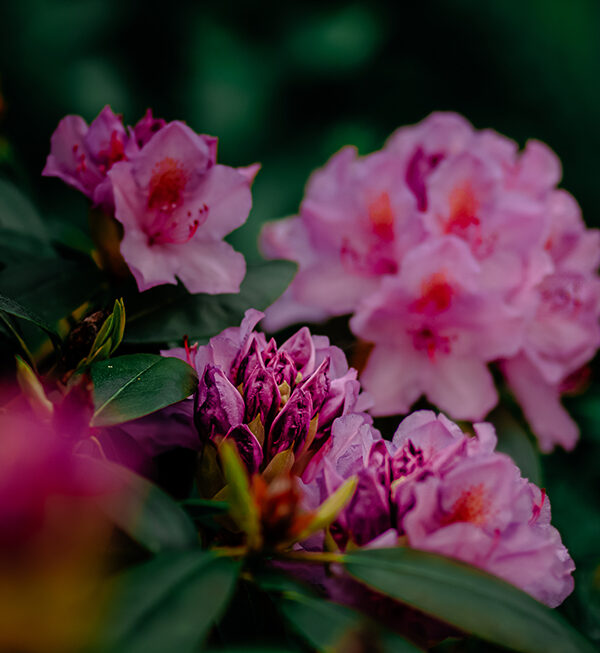 Impressionen: Rhododendron III
