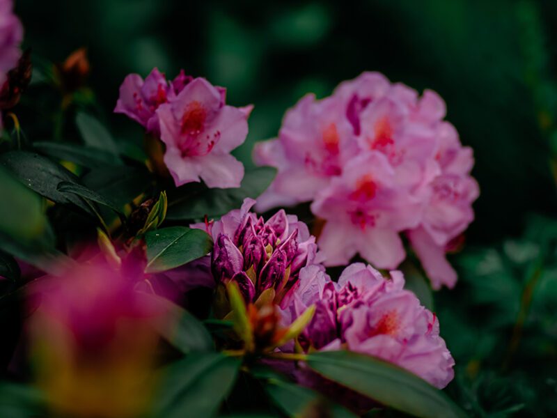 Impressionen: Rhododendron III
