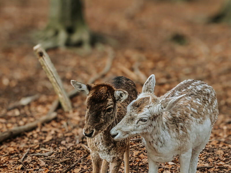 Besuch am Wildgatter: Damwild