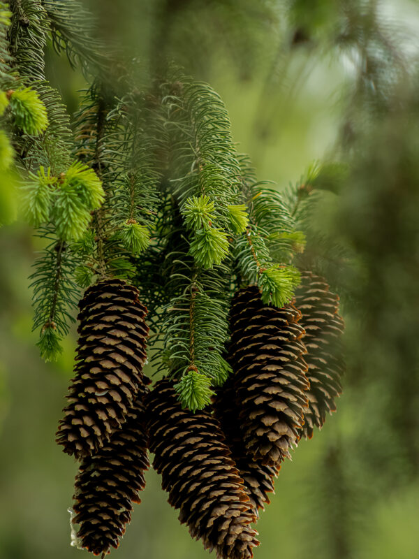 Waldliebe.