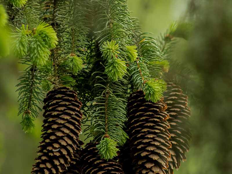 Waldliebe.