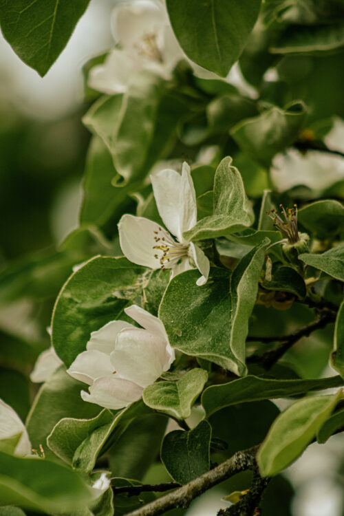 Apfelblüte Impressionen