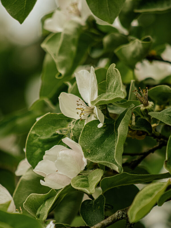 Apfelblüte Impressionen