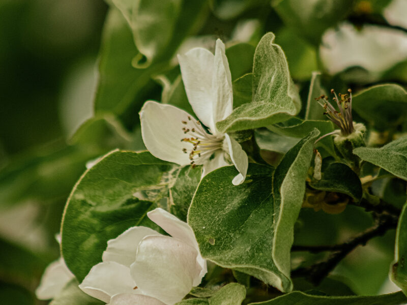 Apfelblüte Impressionen