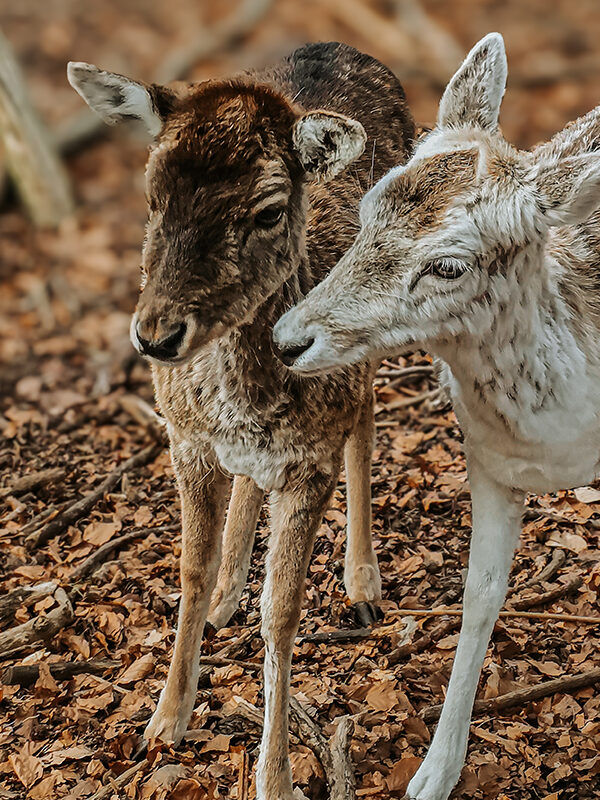 Besuch am Wildgatter: Damwild