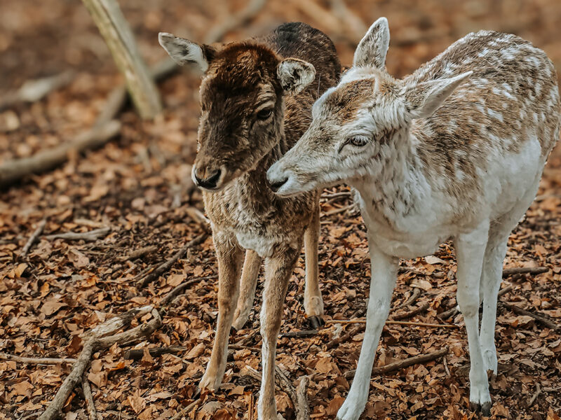Besuch am Wildgatter: Damwild
