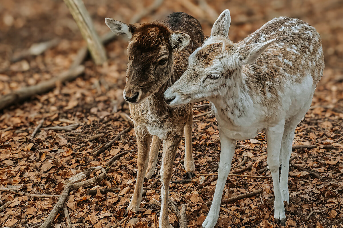 Besuch am Wildgatter: Damwild