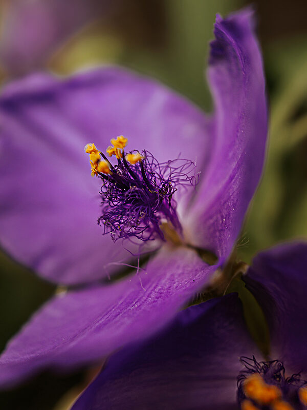 Impressionen aus dem Garten: Dreimasterblume