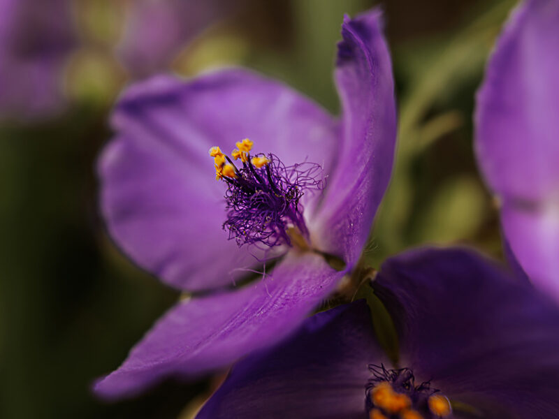 Impressionen aus dem Garten: Dreimasterblume