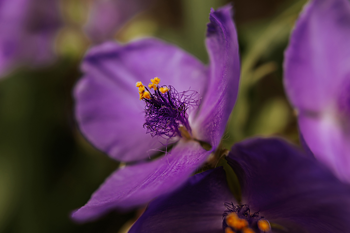 Impressionen aus dem Garten: Dreimasterblume