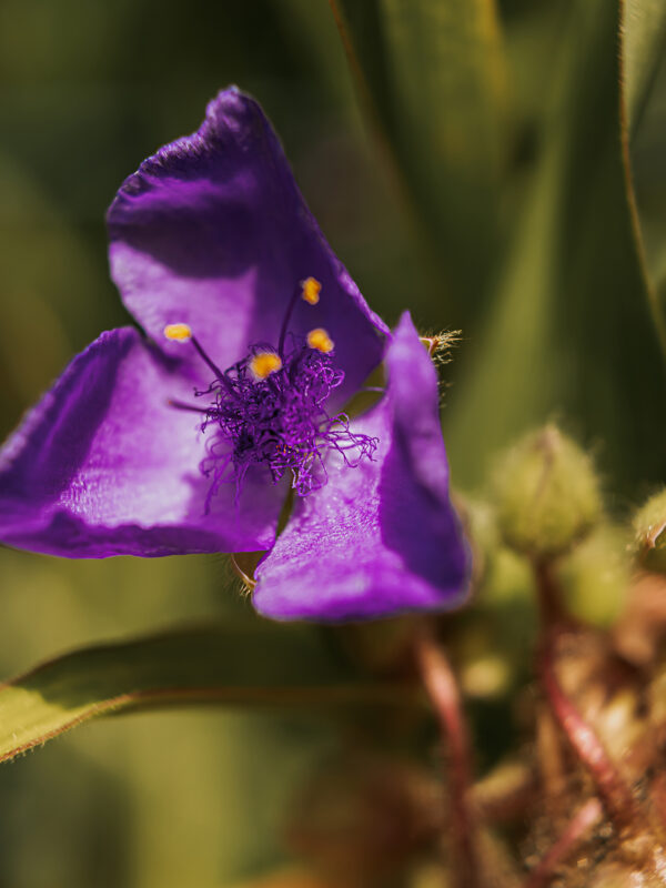 Impressionen aus dem Garten: Dreimasterblume
