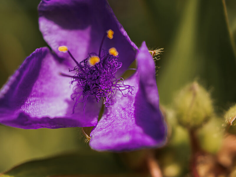 Impressionen aus dem Garten: Dreimasterblume