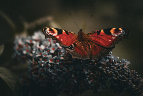 Ein Hauch von Sommer: Schmetterlinge zu Besuch