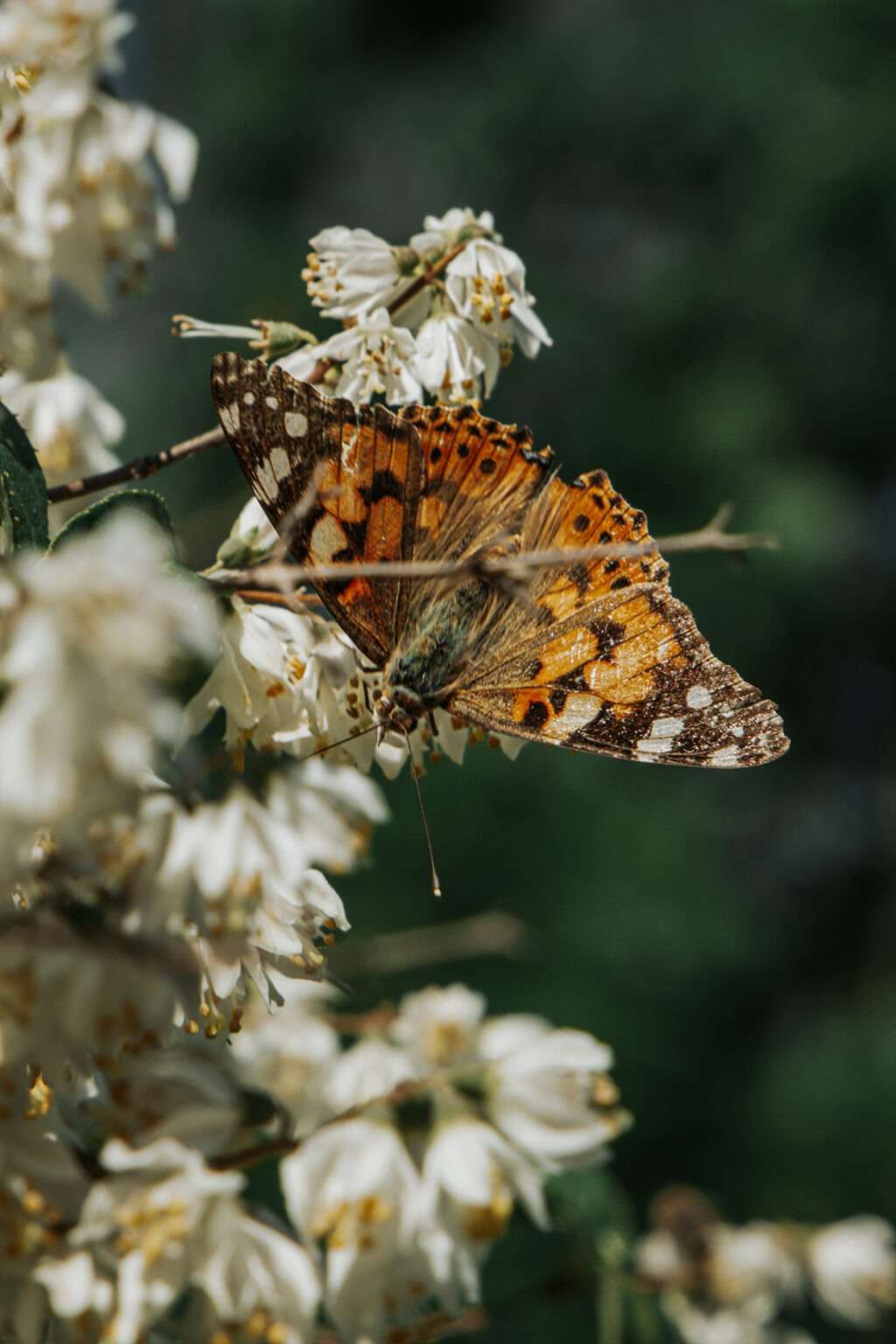 Schmetterlinge im Garten