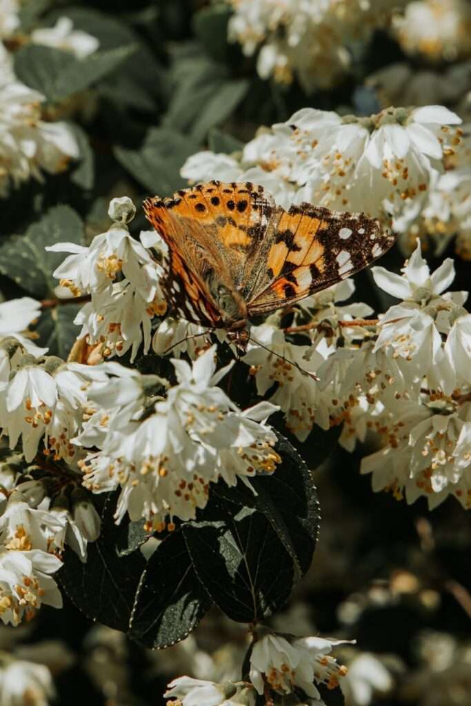 IMG 2244 2 1067x1600 1